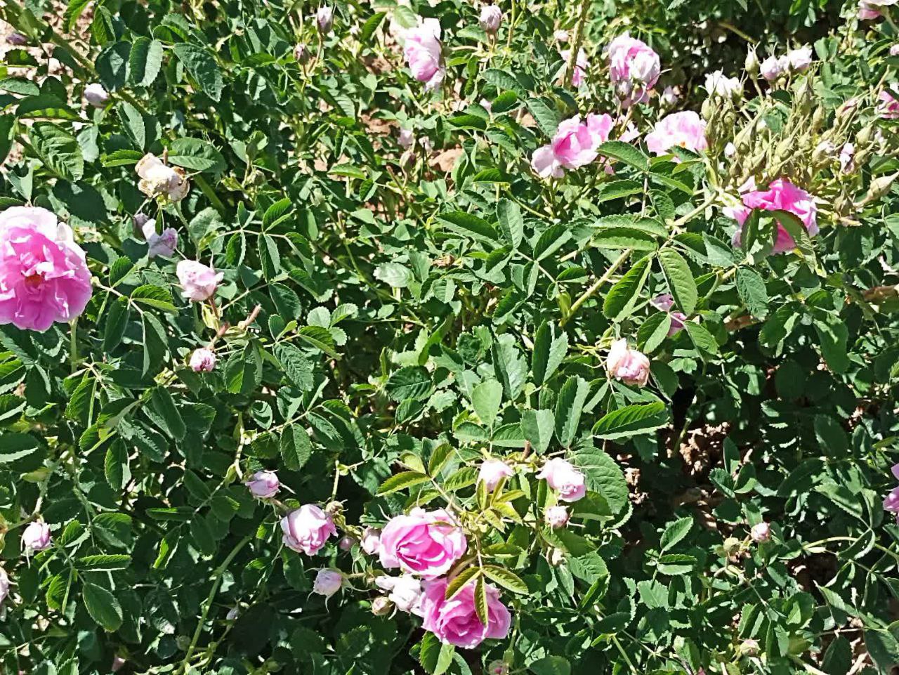 آغاز برداشت گل محمدی در شهرستان مشهد 