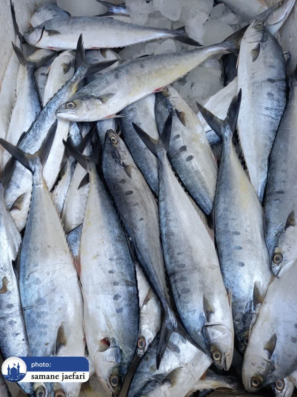 تور خبری تاجرآباد و شهرک شهید بهشتی 