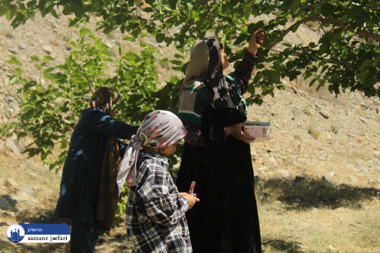 جشنواره توت شاندیز جشنواره توت شاندیز