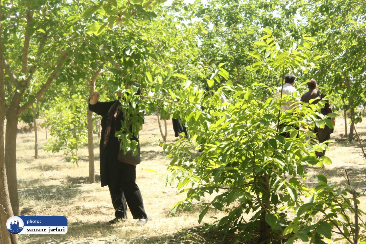 جشنواره توت شاندیز جشنواره توت شاندیز