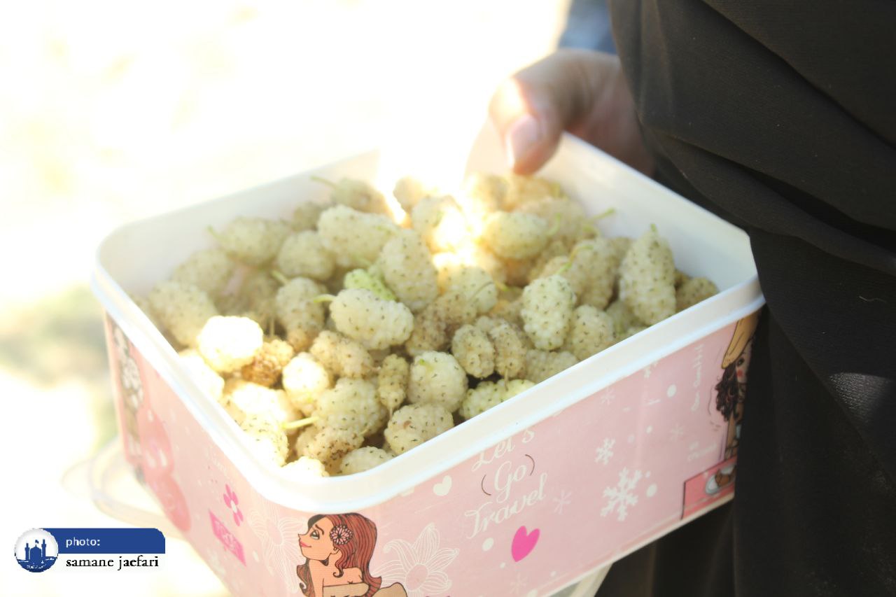 جشنواره توت شاندیز جشنواره توت شاندیز