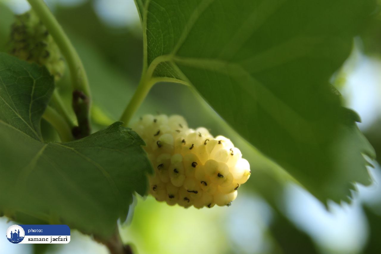 جشنواره توت شاندیز جشنواره توت شاندیز