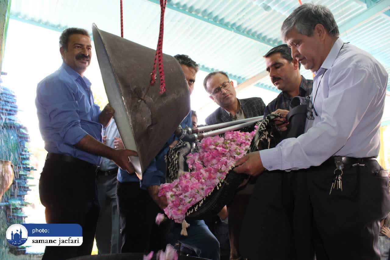 گلابگیری در قمصر خراسان