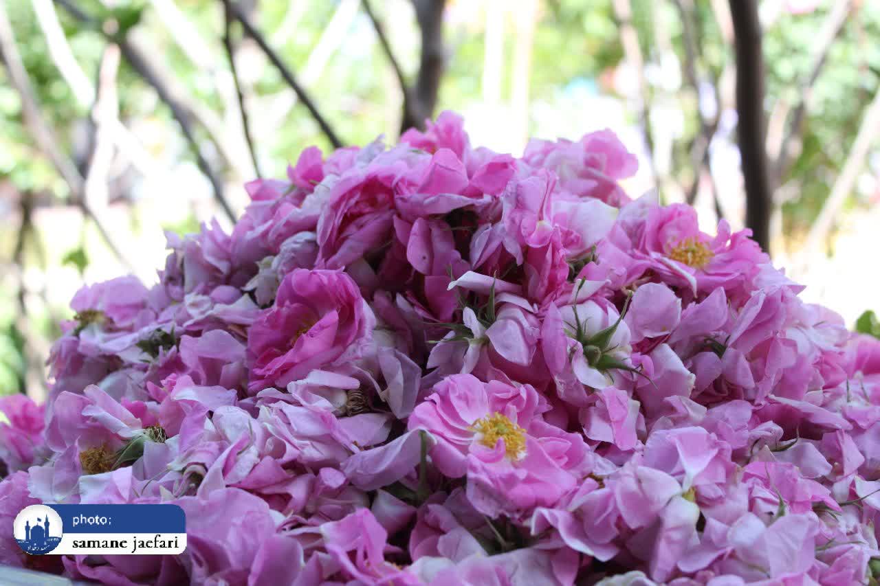 گلابگیری حکیم