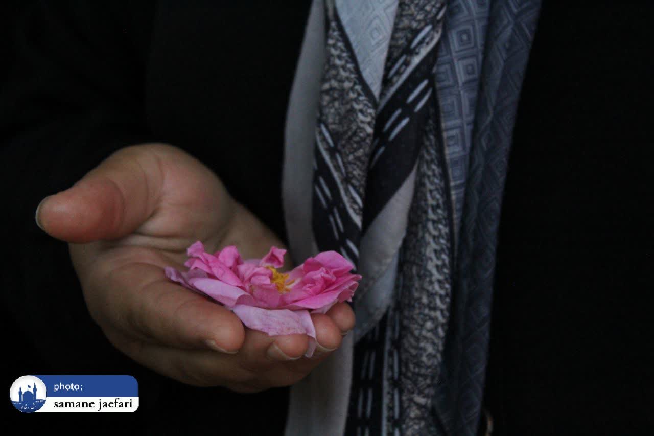 گلابگیری حکیم