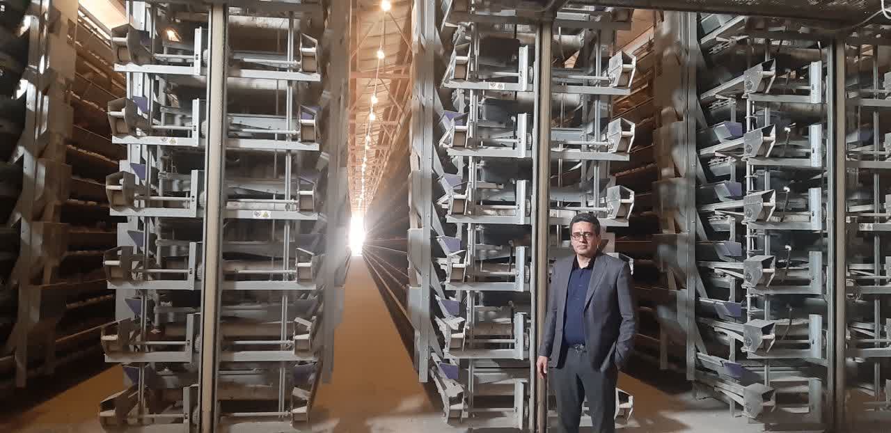 پیش‌بینی افزایش تدریجی تولید تخم‌مرغ