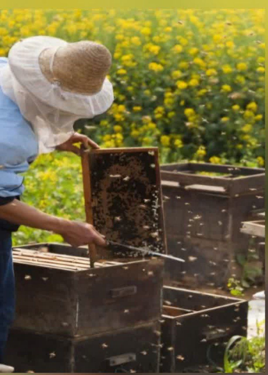 تولید سالانه بیش از ده تن عسل در شهرستان جوین 