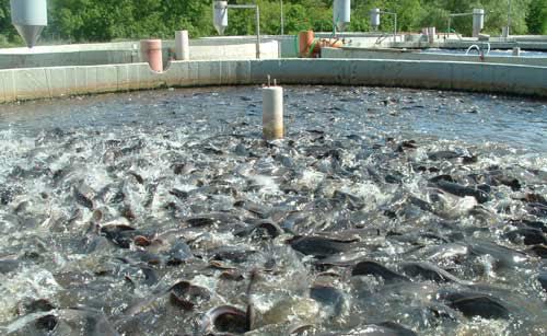 جهاد کشاورزی جوین پیشرو در مسیر امنیت غذایی