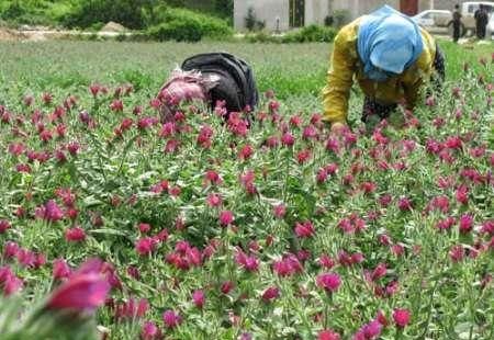 تولید سالانه ۳۱۵ تن گیاهان دارویی در شهرستان جوین