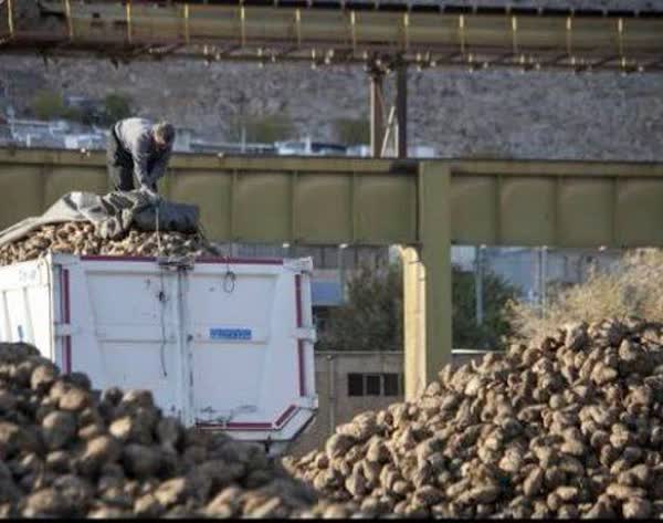 آغاز چهل و نهمین دوره بهره برداری چغندر بهاره کارخانه قند جوین