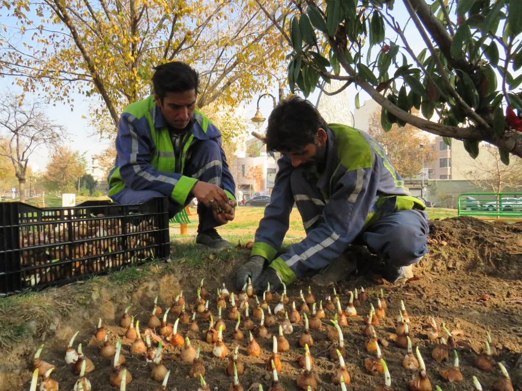 آغاز «بهار زمستانه» در منطقه ۸ با کاشت ۲۰ هزار گل نرگس